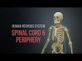 Exploring the Human Nervous System: Spinal Cord and Periphery