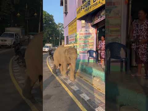 Morning breakfast taking two apple 🍎