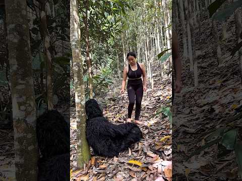 I Met a Gorilla and I Escaped 🦍😱 #bushcraft  #camping #survival
