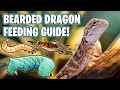 Bearded Dragon Feeding Guidelines