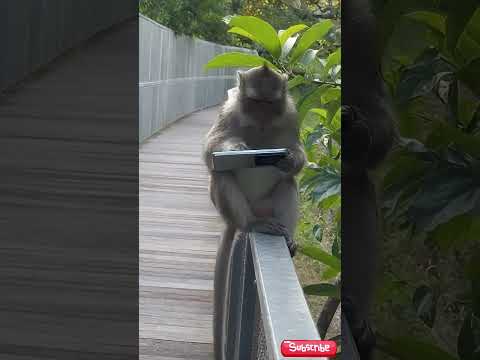 Monkey Gamer Moment 🎮🐒🤣