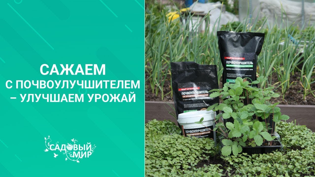 Сажаем клубнику так, чтобы всегда был урожай. Основа агротехники садовой земляники