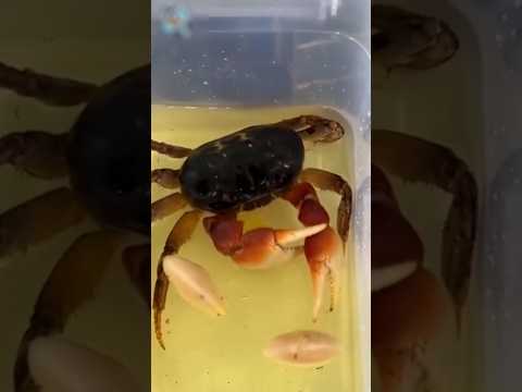 Los cangrejos se AMPUT4N sus brazos por esta razón 😳🦀