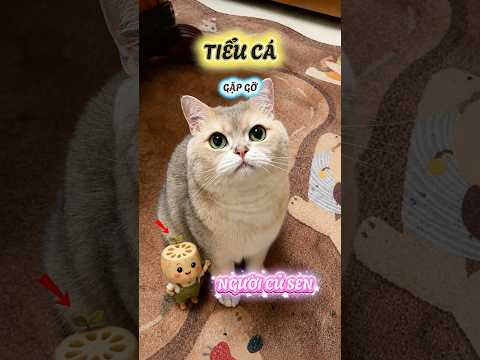 Tiểu Cá gặp gỡ người củ sen #viral #viralreels #viralshorts #viralshort