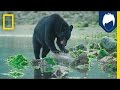 Wildlife Series Overview and Insights
