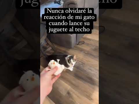 Gato Gracioso Reacciona al Juguete Pegado en el Techo! 😂🐱 yaz urood