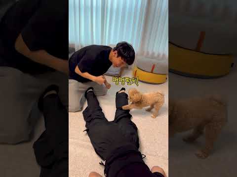 시각장애인 두목과 멍멍펀치 날리는 조폭 강아지 #시트콤