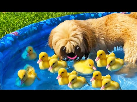 Funny ducklings, ducks, pig and dog