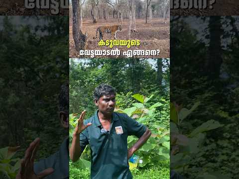 เดเดเตเดตเดฏเตเดเต เดตเตเดเตเดเดฏเดพเดเตฝ เดเดเตเดเดจเต? | Parambikkulam Tiger Reserve | Forest Trekking #shorts