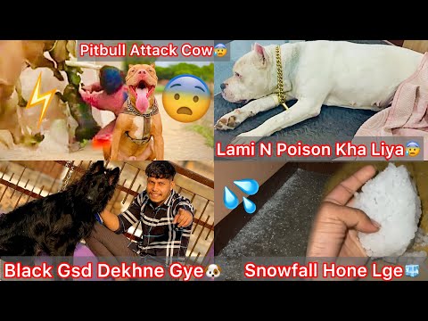 Lami N zher Kha Liya Serious Condition Hogye😰New Cow K Upper Attack Kiya Pitbull N😡Snowfall🧊Hone Lge