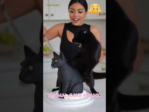 Pet Cake Prank 😂🎂🐱 Animals Reacting to Their Cake Twins! #petreactions #cakeprank #viralreaction