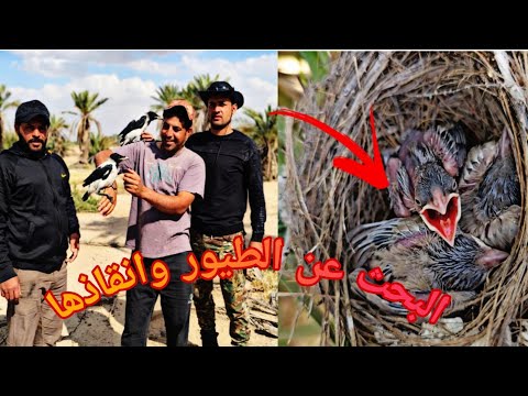 "لقينا أفراخ طيور على وشك تموت وأنقذناها – ما تتخيلون اللي صار!"