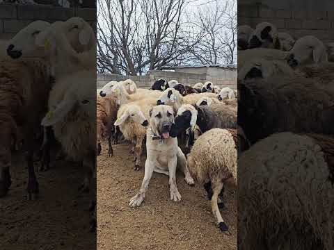 sürü güvende 💪 (barut) #anadoluçobanköpeği #kangal