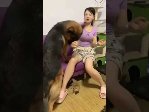 Funny dog playing with mom #funny #funnyanimal