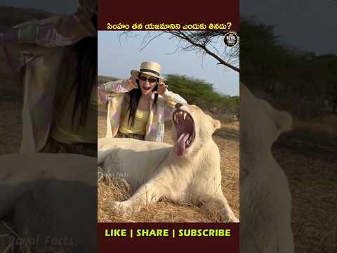 Why Lions Don’t Attack Their Owners! 🦁 #youtubeshorts #ytshorts #viral