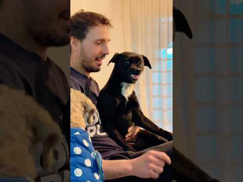 When you meet the most jealous dog in the world 😭#dog #dogs #funny #fnnyvideos #fyp #doglove #cute