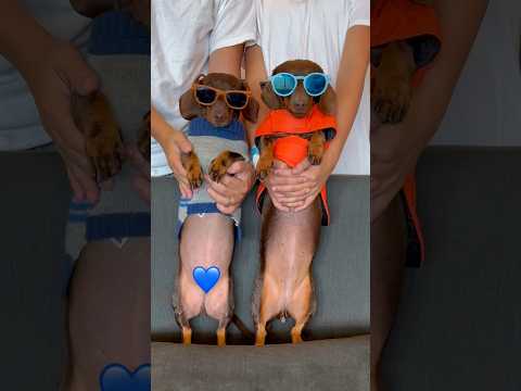 Dancing DACHSHUNDS: Pepsi or Fanta? #minidachshund #dance #cute #dog #trend #dachshund