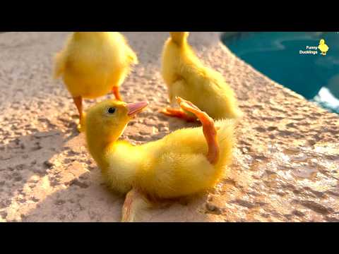 🐥 Awesome! How does he do that? The duckling is trying to turn over!