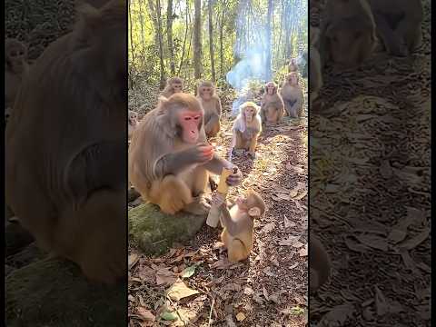 baby monkey fooled mom with a firecracker