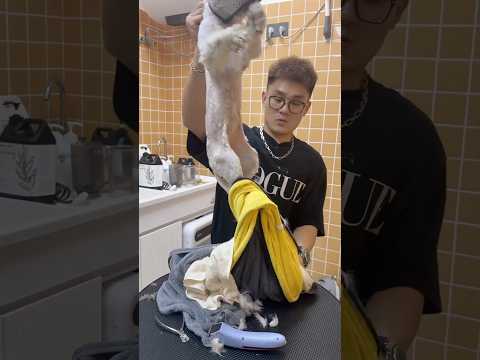 “You Won’t Believe the Fur We Removed! 🐾 #animal #pets #grooming #groomingtips #groom