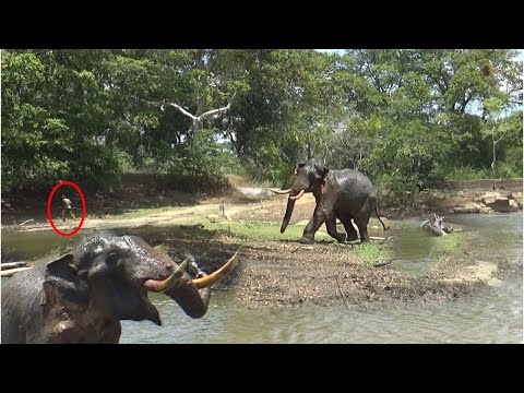 Aggressive big Elephant | आक्रामक बड़ा हाथी | আক্রমণাত্মক বড় হাতি