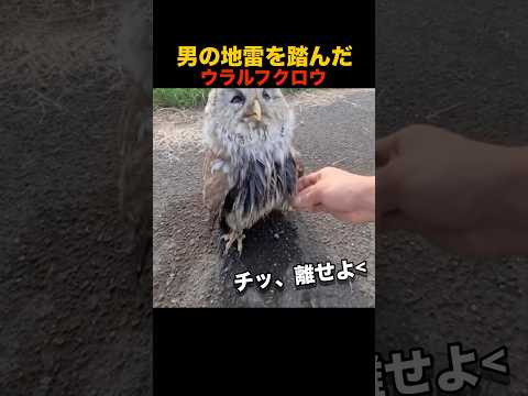 男の地雷を踏んだフクロウ　#shorts #animals #funny #動物 #鳥 #可愛い #面白い #癒し