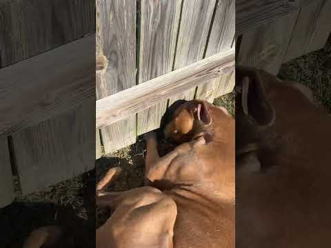 @missgemmalou: soon enough the tunnel will be complete and we can have playdates all day long! #dog