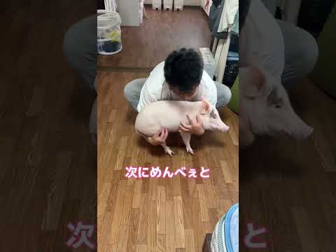 豚の体重 #マイクロブタ #ミニブタ #ブタ #ペット