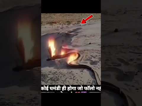 अनोखी नागिन को देखो ✋ | #shorts