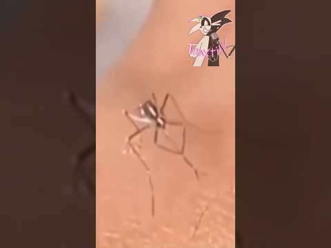 Afilando el machete Fandub