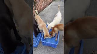 It is not easy for dogs to grow up in a crocodile farm, but unfortunately they all become bootlicker