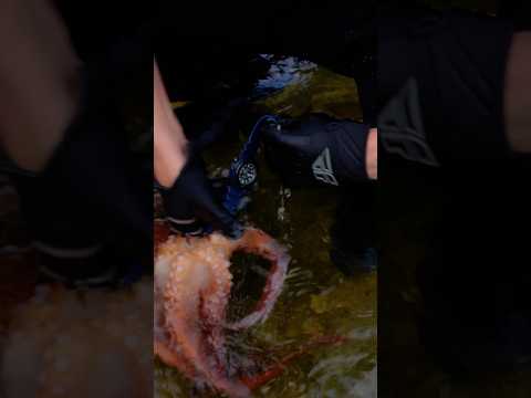Octopus Steals my Watch!