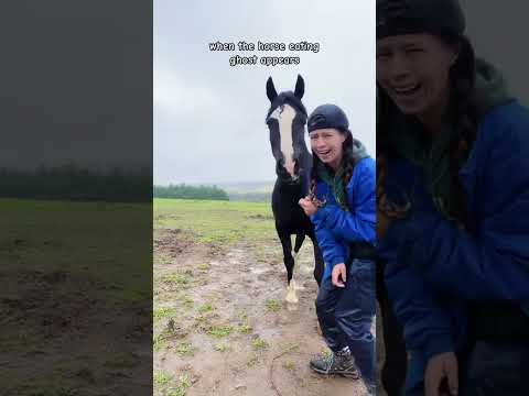 Horses are very timid. #horse #horses #horselover #usa🇺🇸 #farmlife #🤣🤣🤣 #funnymoments #animals