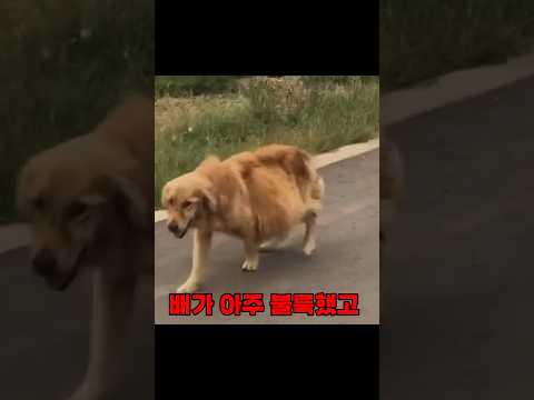 배가 터질것 같은 리트리버 이유는…
