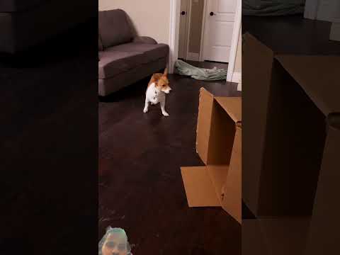 Zach king anther magic video #zachking #shorts #funny