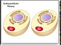 Endosymbiotic Theory and Cell Organelles