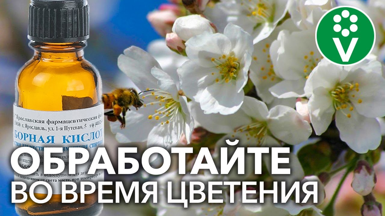 Как уберечь цветущий сад от морозов и при этом увеличить количество завязей?