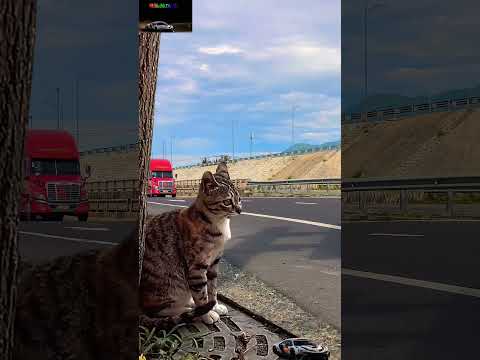 Truck and Cat | Bạn có bao giờ thấy chú mèo nào ngồi ngắm xe tải chăm chú thế này chưa ?