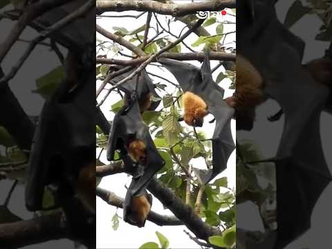 āĻāĻāϏāĻā§āĻā§ āĻāĻ āĻā§āĻāĻŋ āĻŦāĻžāĻĻā§āĻĄāĻŧ! āĻĒā§āĻĨāĻŋāĻŦā§āϰ āĻŦā§āĻšāϤā§āϤāĻŽ āĻŽāĻžāĻāĻā§āϰā§āĻļāύ āĻāĻāĻŋ!! #BatMigration #KasankaNationalPark