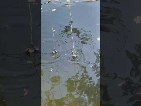 বিল থেকে ছিপ দিয়ে কতগুলো তিন চোখওয়ালা মাছ ধরলাম 347)😍🎣🐟 bengali village fishing video #fishing