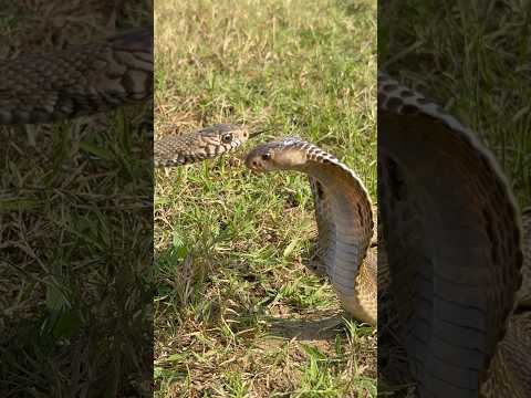 पहली बार ये दोनों सांप एक साथ देखिए अदभुत नजारा 🐍😱🙏🏻 beautiful snakes #shortsviral #ytshorts