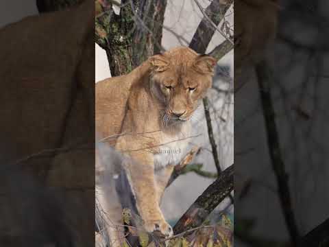 レイの見回り完了！異常なし😼✨夏期開園最終日😼旭山動物園ライオン🦁#shorts  #lion #family