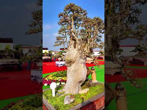 Duối Rừng trên thân  #bonsai #bonsaitree