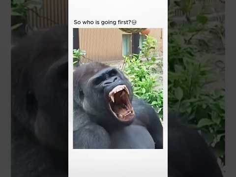 So who is going first? #gorilla #100men #100menvs1gorilla #animals #power #strength #apex #wild1st