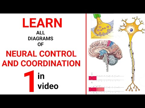 Neural Control and Coordination Explained || NEET 2025 Biology || Class 11 NCERT Biology Dr Sharun