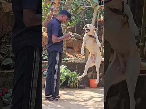 ഇവൻ ഒരു പുലി ആയിരുന്നു.. #dog #dogchallenge