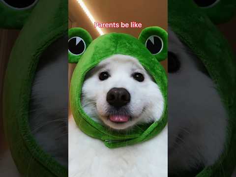Parents be like…#funny #cute #puppy #dogsofinstagram #tiktok #dog
