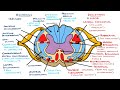 Neuroanatomy Tracts and Functions