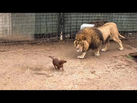 Ce lion, inconsolable sans son ami teckel, refuse de manger… jusqu’à un miracle inattendu !
