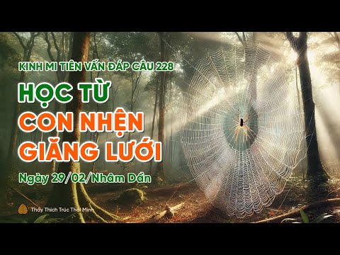 Học từ con nhện giăng lưới | Kinh Mi Tiên Vấn Đáp câu 228 | Thầy Thích Trúc Thái Minh